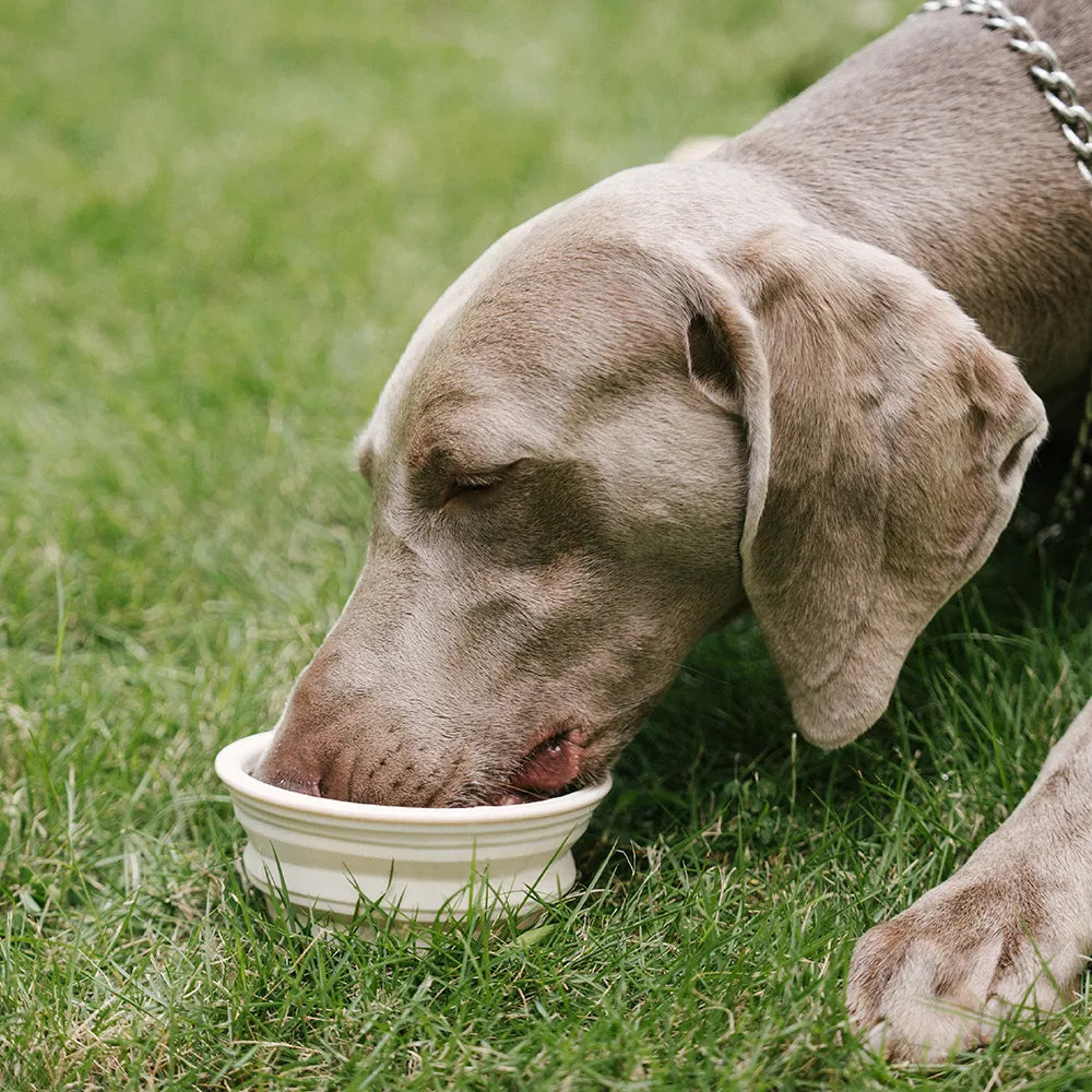 Collapsible Silicone Dog Travel Bowl
