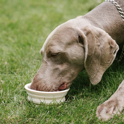 Collapsible Silicone Dog Travel Bowl