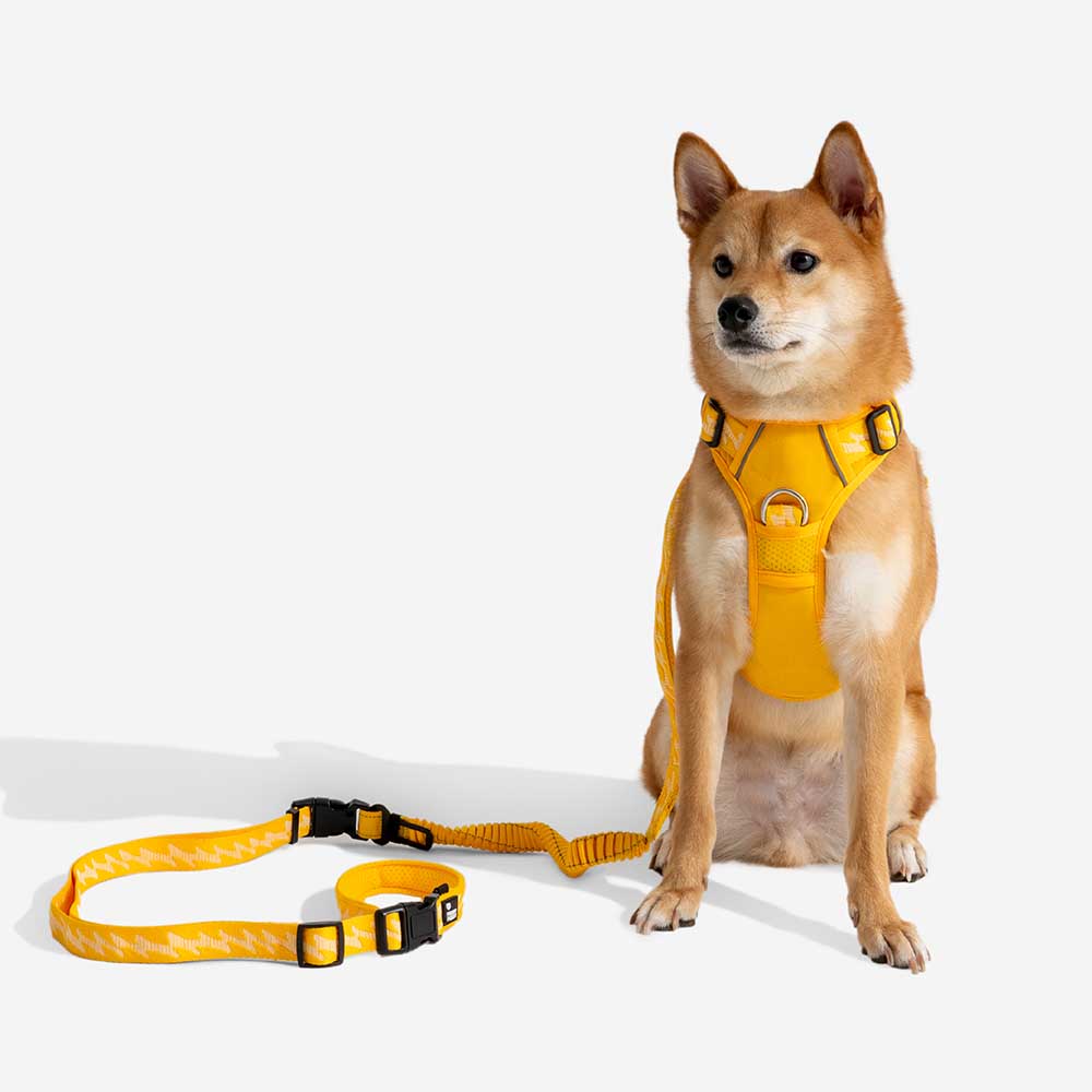 Reflective Adjustable Nylon Dog Leash with Soft Handle