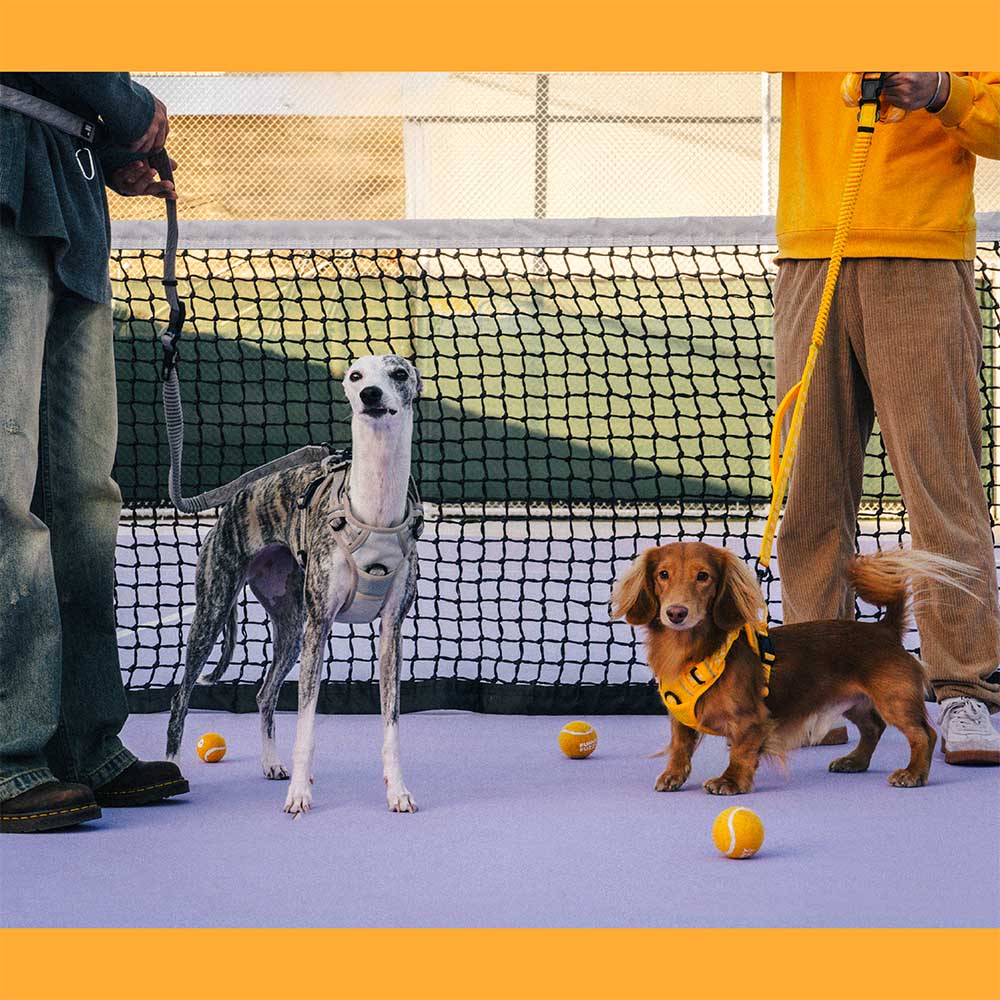 Reflective Adjustable Nylon Dog Leash with Soft Handle Orange