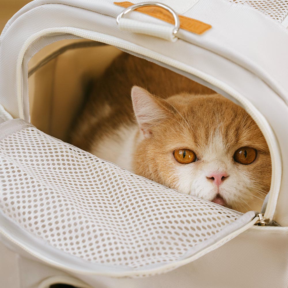 Double-Layer Rolling Multi-Cat Travel Carrier