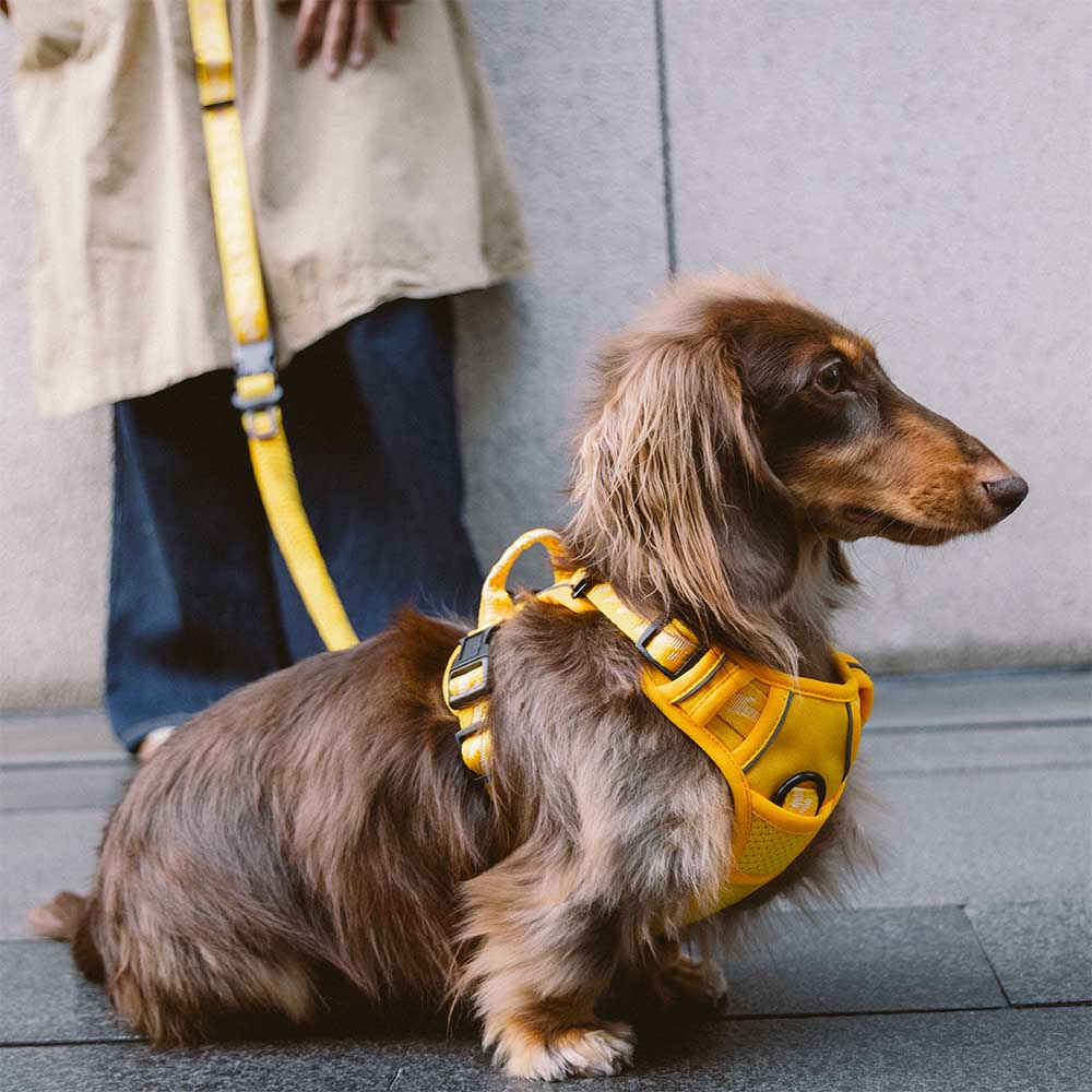 Reflective Adjustable Outdoor Dog Harness