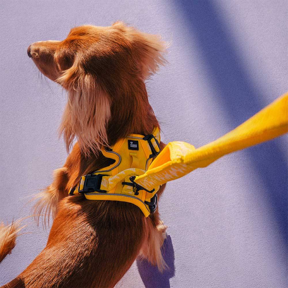 Reflective Adjustable Outdoor Dog Harness Blue L
