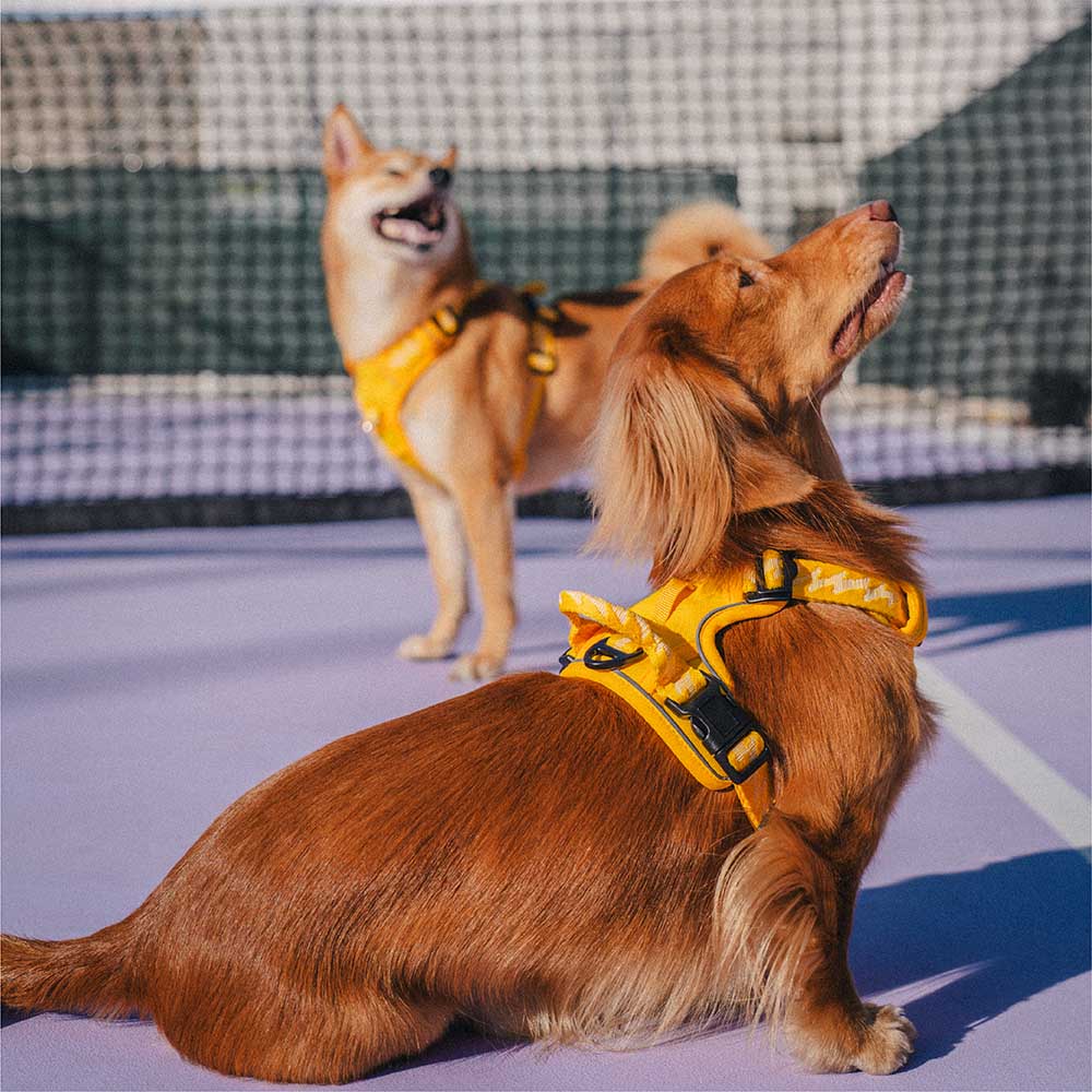 Reflective Adjustable Outdoor Dog Harness Gray L