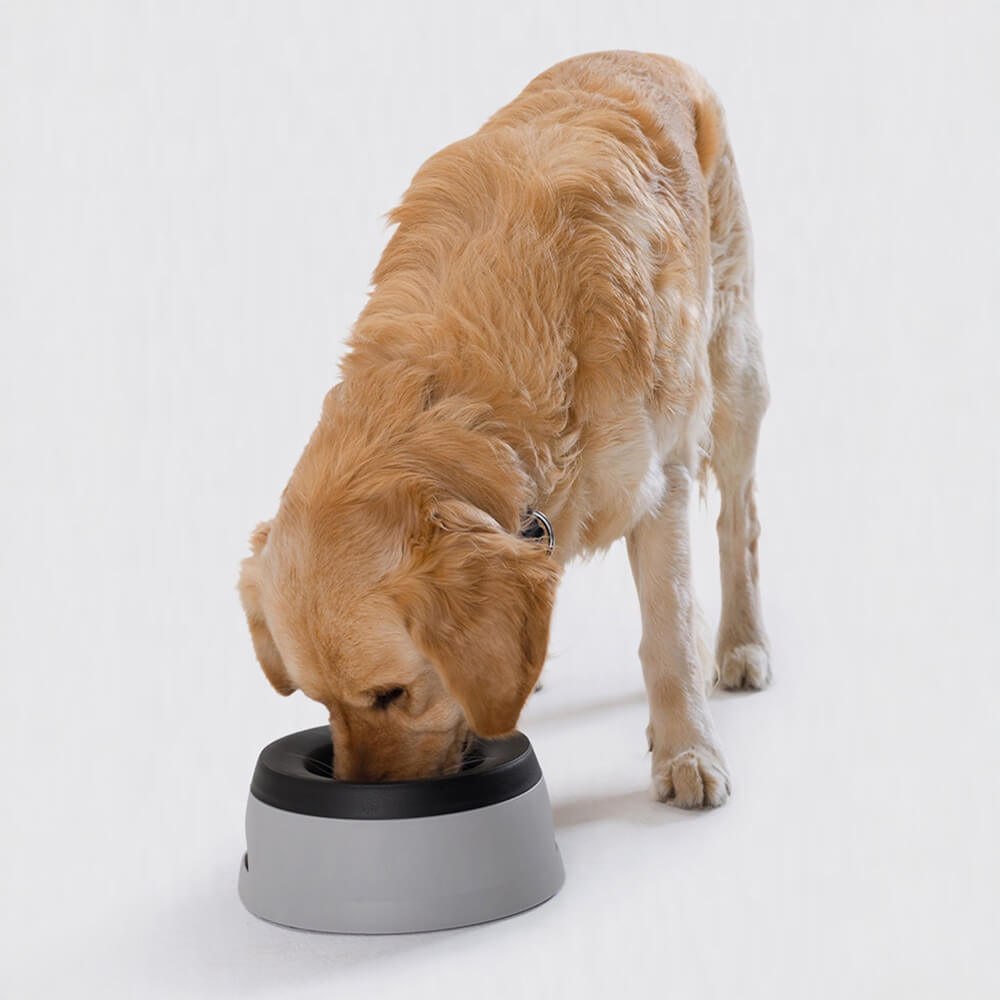No-Spill Travel Dog Water Bowl with Floating Disk Blue