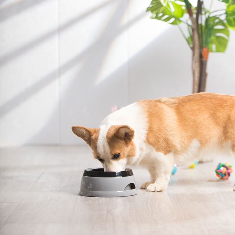 No-Spill Travel Dog Water Bowl with Floating Disk Grey