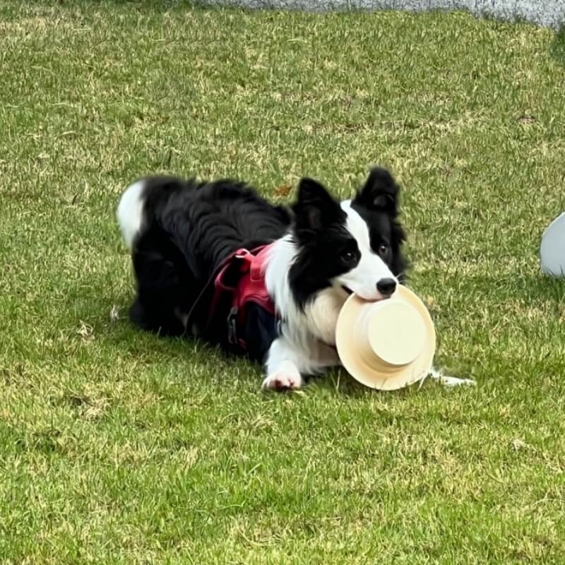 Portable Collapsible Silicone Pet Bowl