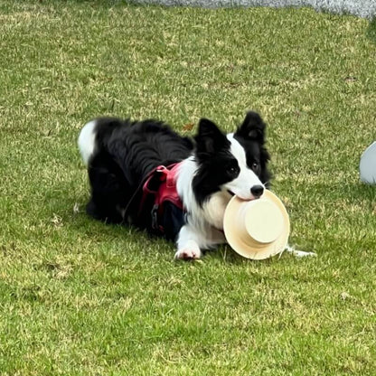Portable Collapsible Silicone Pet Bowl